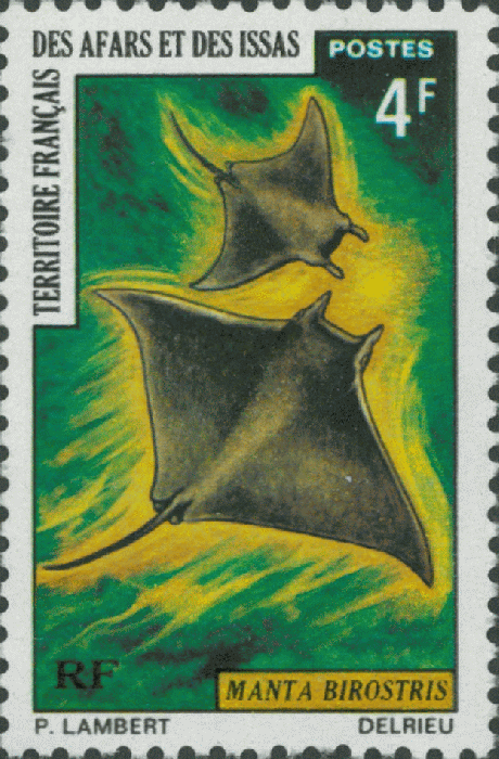 Manta birostris