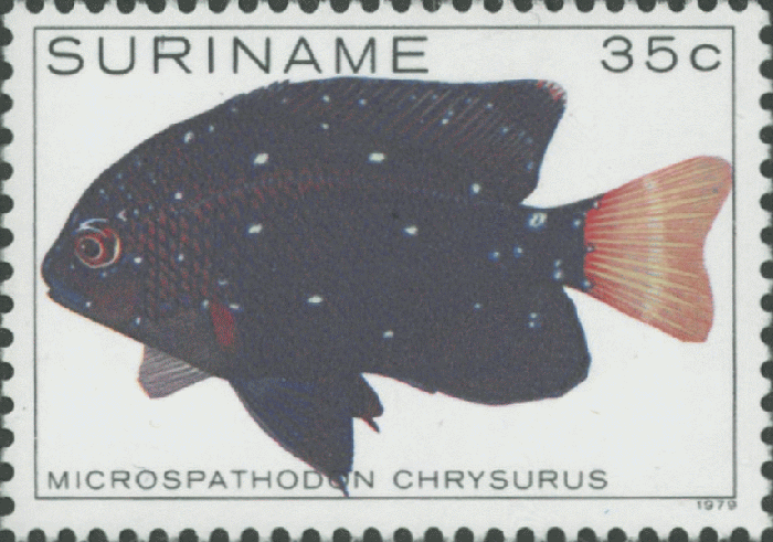 Microspathodon chrysurus Microspathodon chrysurus