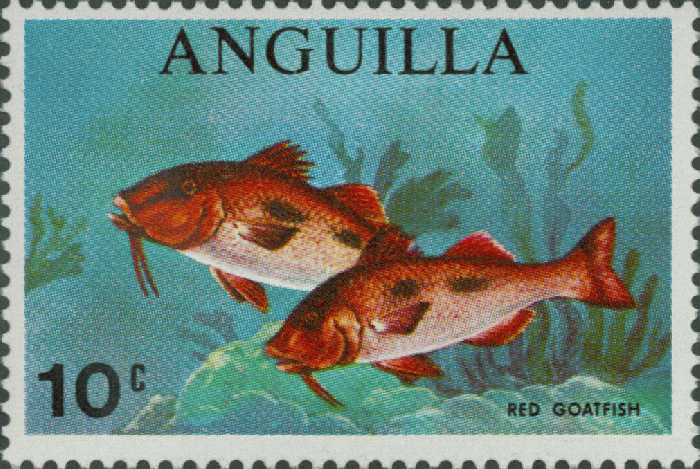 Mullus auratus Mullus auratus