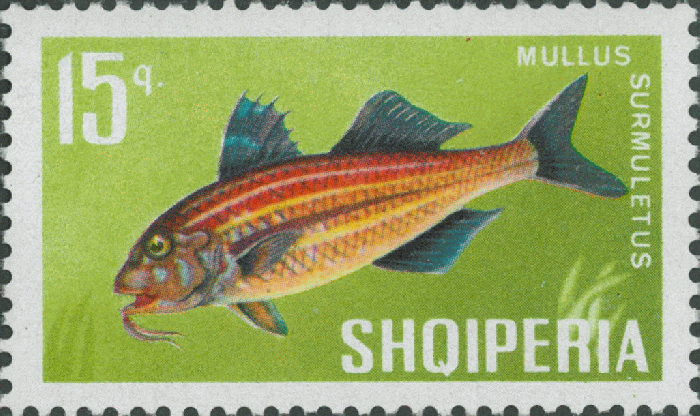 Mullus surmuletus Mullus surmuletus