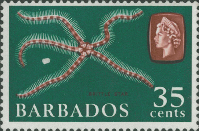 Ophiuroidea sp. Ophiuroidea sp.