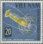 Palinurus japonicus