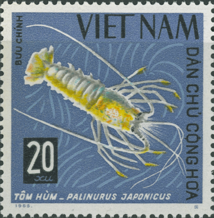 Palinurus japonicus