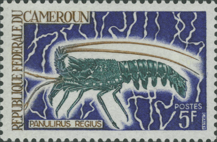 Panulirus regius