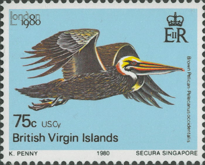 Pelecanus occidentalis Pelecanus occidentalis