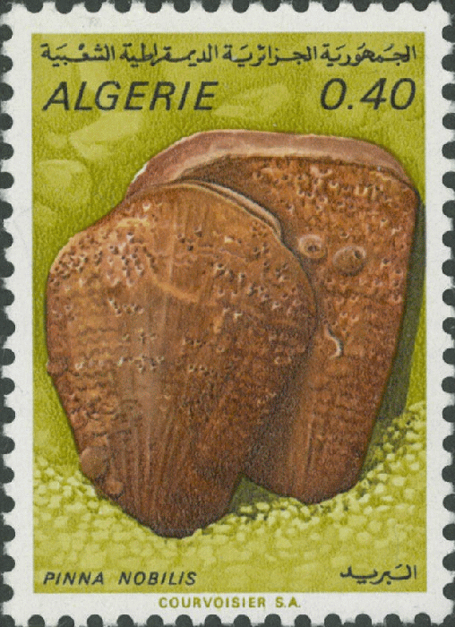 Pinna nobilis Pinna nobilis