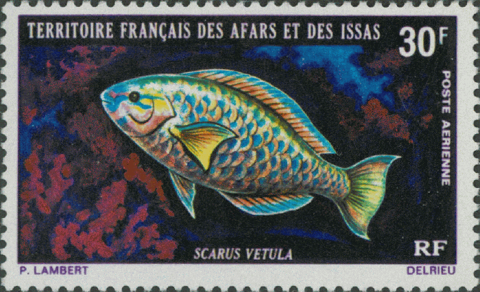 Scarus vetula