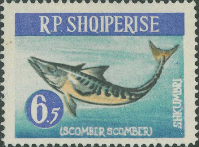 Scomber scomber Scomber scomber
