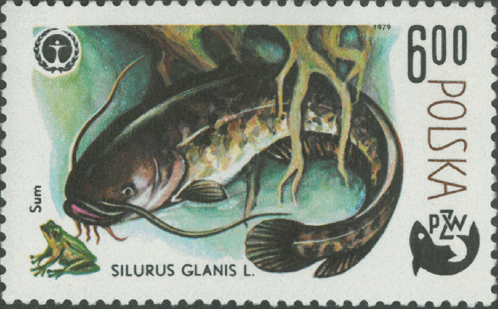 Silurus glanis