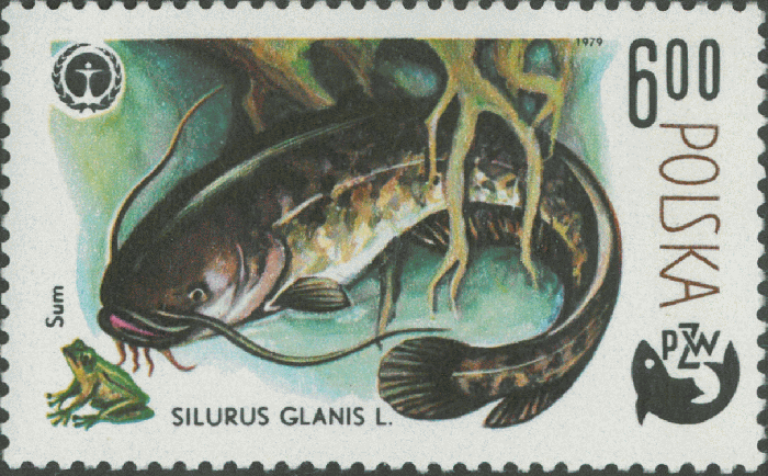 Silurus glanis Silurus glanis