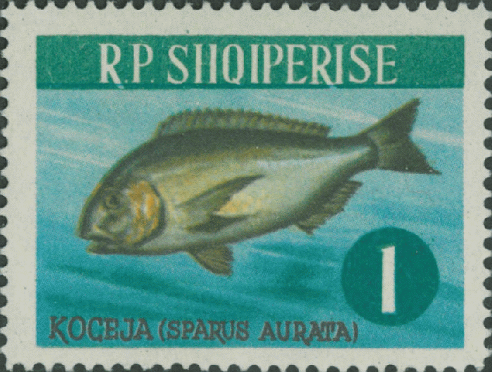 Sparus auratus