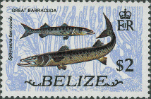 Sphyraena barracuda