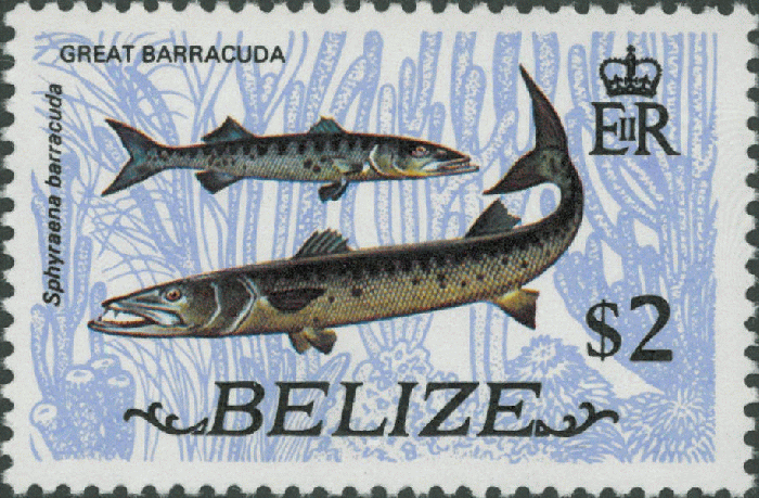 Sphyraena barracuda