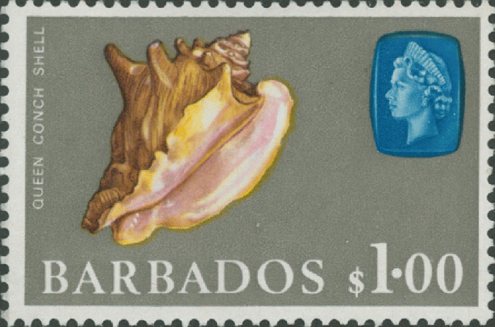 Strombus gigas Strombus gigas