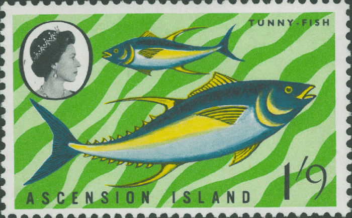 Thunnus sp. Thunnus sp.