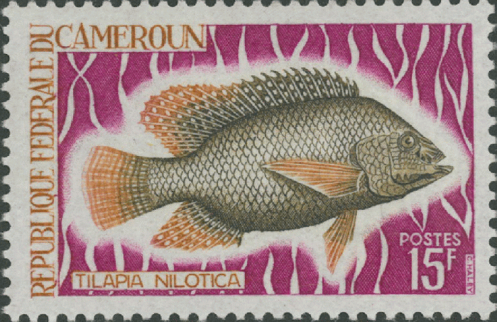 Tilapia nilotica Tilapia nilotica