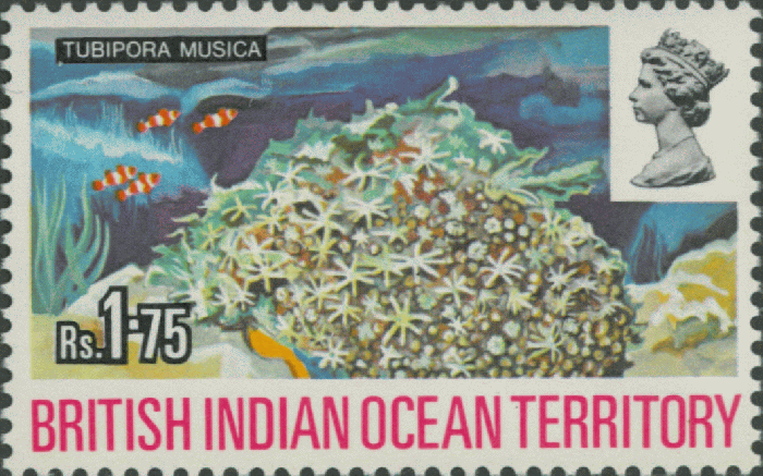 Tubipora musica Tubipora musica