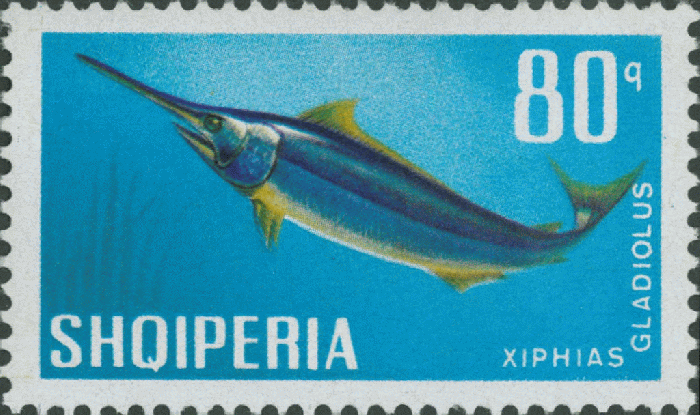 Xiphias gladius Xiphias gladius