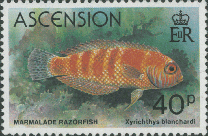 Xyrichtys blanchardi Xyrichtys blanchardi