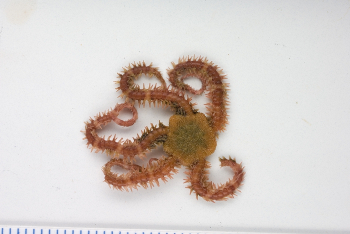 Ophiopholis aculeata Ophiopholis aculeata