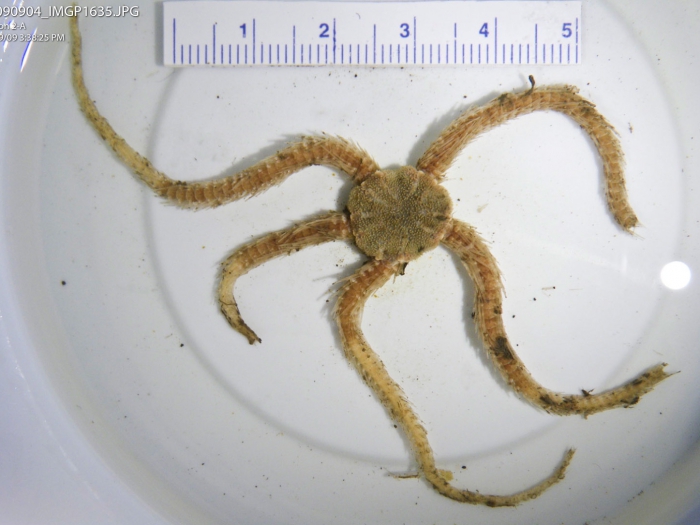 Ophiacantha bidentata Ophiacantha bidentata
