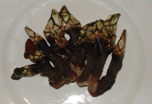 Goose barnacle - Pollicipes elegans