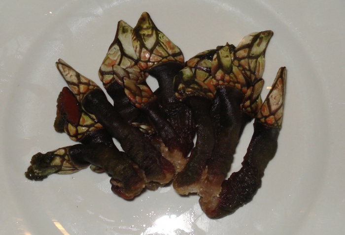 Goose barnacle - Pollicipes elegans Goose barnacle - Pollicipes elegans