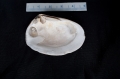 Mollusca (molluscs)