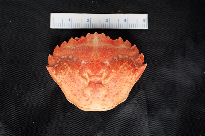 Carcinus maenas - carapace