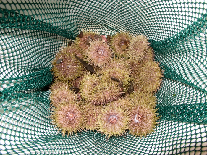 Strongylocentrotus droebachiensis - catch of common green urchins Strongylocentrotus droebachiensis - catch of common green urchins
