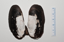Cyrtodaria siliqua - dried shells 1