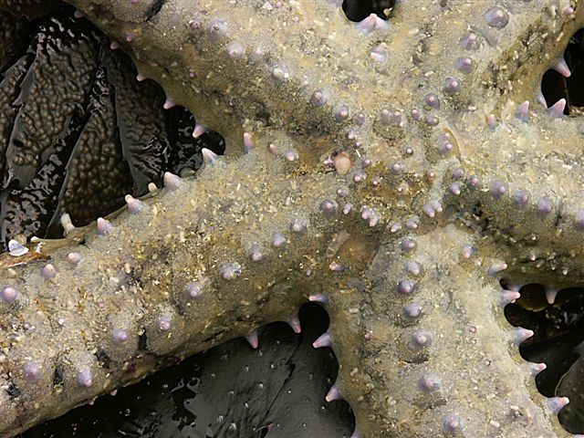 Marthasterias glacialis (Linnaeus, 1758) Marthasterias glacialis (Linnaeus, 1758)