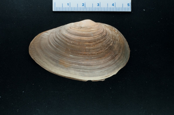 Mya pseudoarenaria