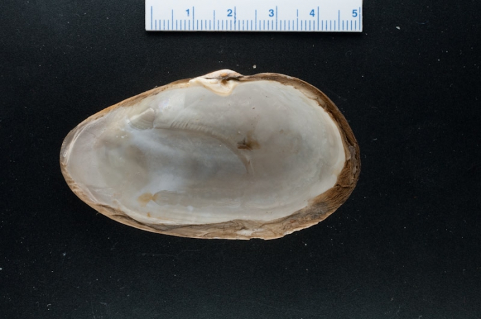 Mya pseudoarenaria Mya pseudoarenaria