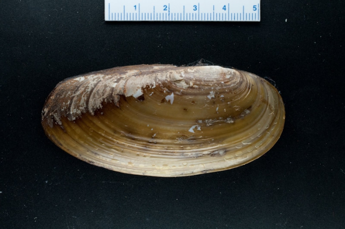 Siliqua costata