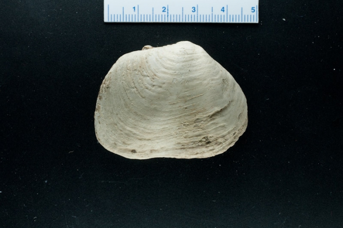 Panomya norvegica