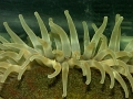 Anthozoa