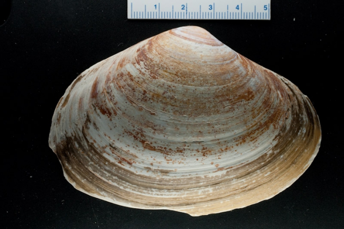 Mactromeris polynyma Mactromeris polynyma