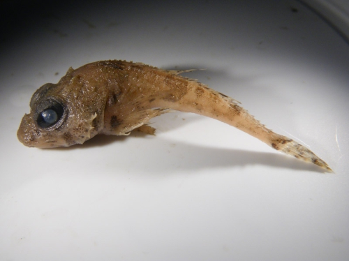 Icelus bicornis - Twohorn sculpin