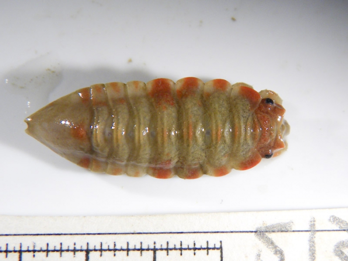 Synidotea marmorata Synidotea marmorata