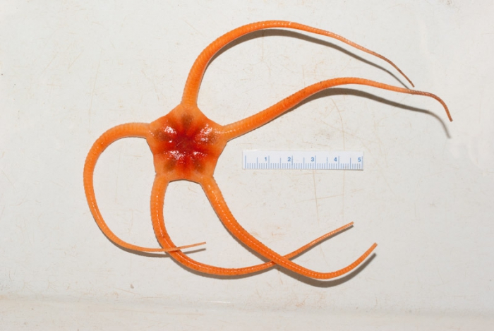 Ophiopleura borealis Ophiopleura borealis