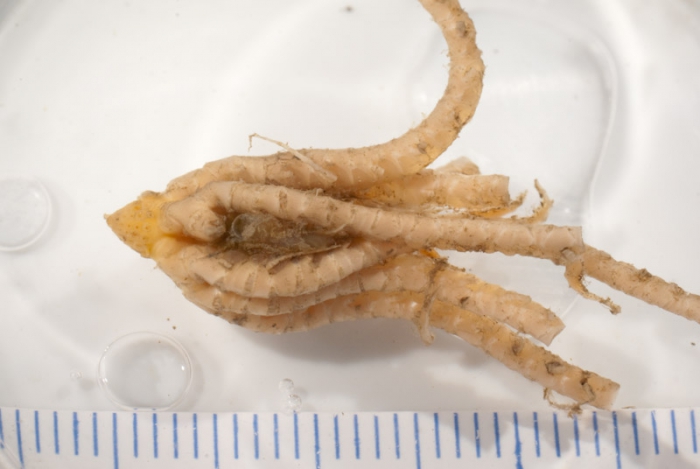 Poliometra prolixa Poliometra prolixa