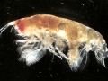 Crustacea (crustaceans)