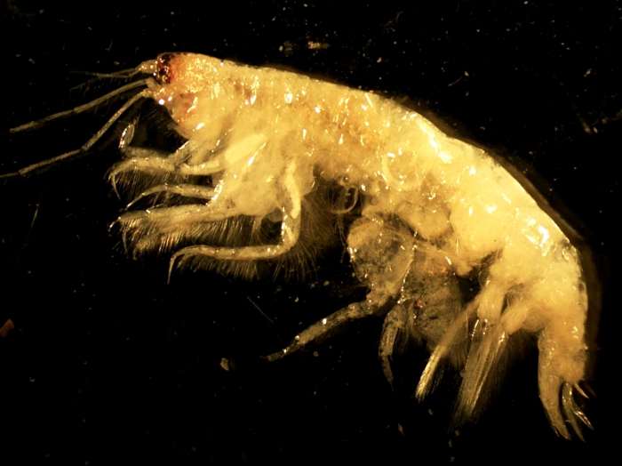 Byblis gaimardii Byblis gaimardii