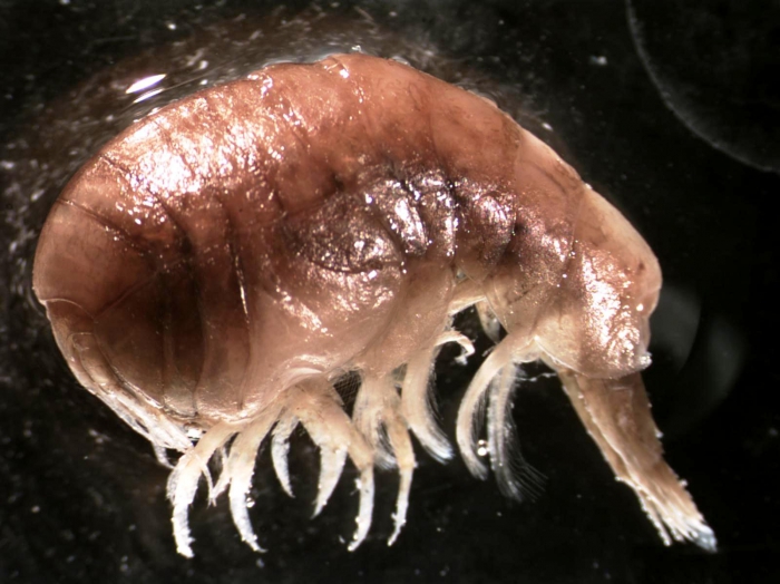 Stegocephaloides auratus Stegocephaloides auratus