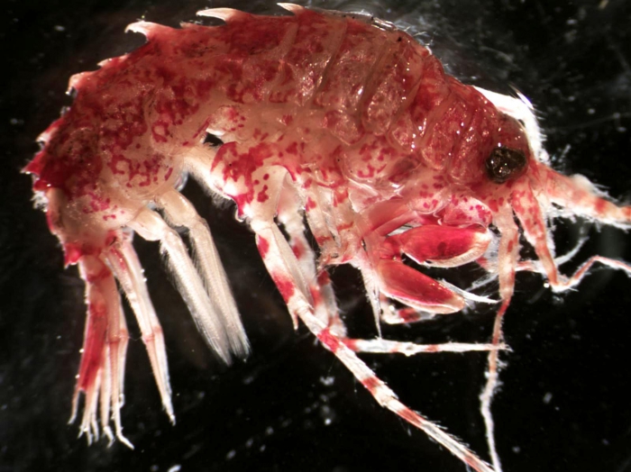 Rhachotropis aculeata Rhachotropis aculeata