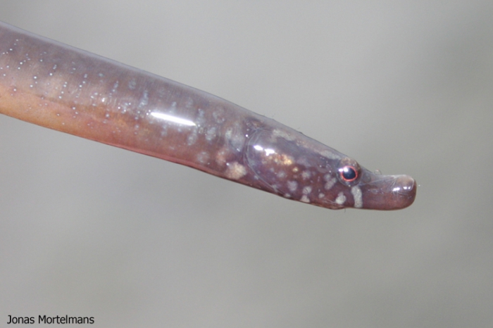 Kleine Wormzeenaald (Nerophis lumbriciformis) Kleine Wormzeenaald (Nerophis lumbriciformis)