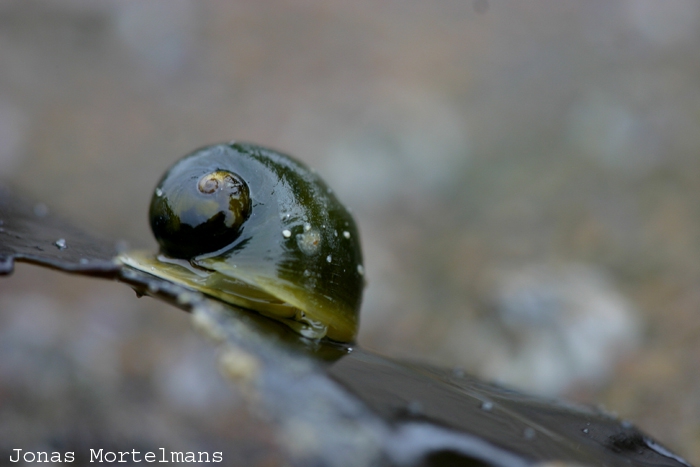 Bleke scheefhoren (Lacuna pallidula) Bleke scheefhoren (Lacuna pallidula)