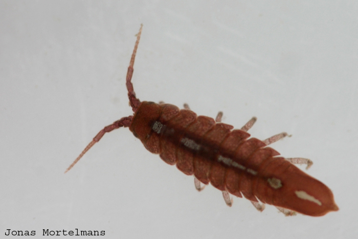 Idothea granulosa Idothea granulosa