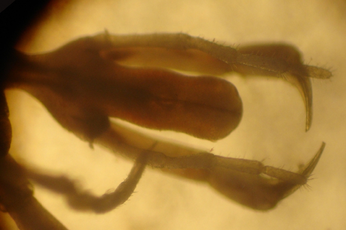 Nymphon gracile Nymphon gracile